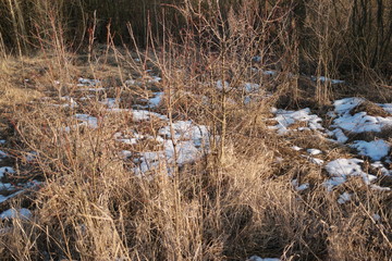  last snow on beautiful field grass in the field