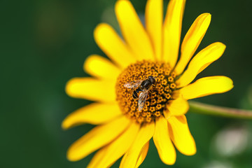 Bee. Close-up of a bee sitting on a yellow flower and collects nectar on a green background. Spring background.