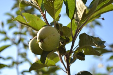 pears on tree