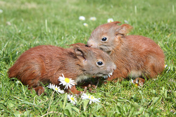 zwei junge Eichhörnchen