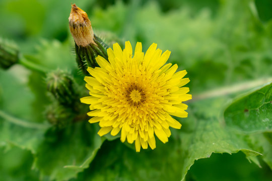 sonchus dandelion