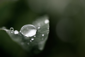 Grass with rain drops. Watering lawn. Rain. Blurred Grass Background With Water Drops closeup.