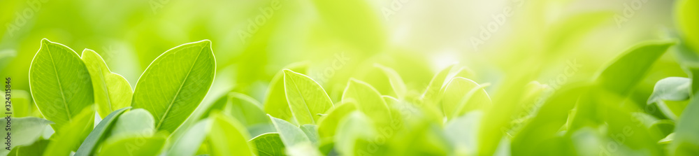 Wall mural close up of nature view green leaf on blurred greenery background under sunlight with bokeh and copy