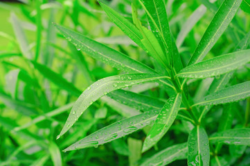 Green leaves after the rain with water droplets, Young green grass in dew background, Nature background. Water, droplets on the green leaves, Wet Green Grass with water drops,