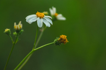 flores