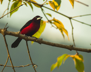bird