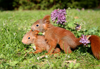 zwei Eichhörnchenbabys