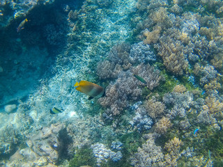 Fototapeta na wymiar Bali tropical fish on Gili Trawangan
