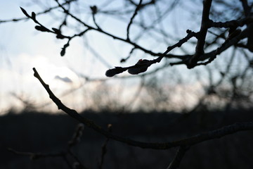  willow pussy branch on sunset background