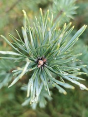 Fototapeta premium pine branch with cones