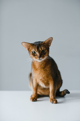 red cat stands on the background of a gray wall