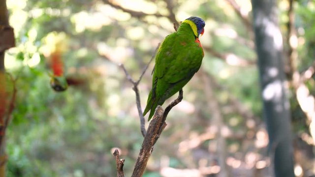 4k video of two rainbow parrots sitting on tree branch at jungle forest. One bird flies away