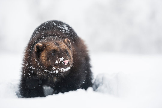 Norway, Bardu, snow-covered wolverine
