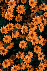 Fototapeta na wymiar Vertical view of orange and yellow fresh flowers for blossom background.