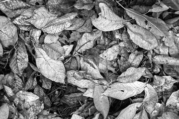 autumn leaves on the ground