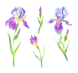 Set of purple iris flowers with stems, leaves and buds, watercolor illustration on a white background, isolated.