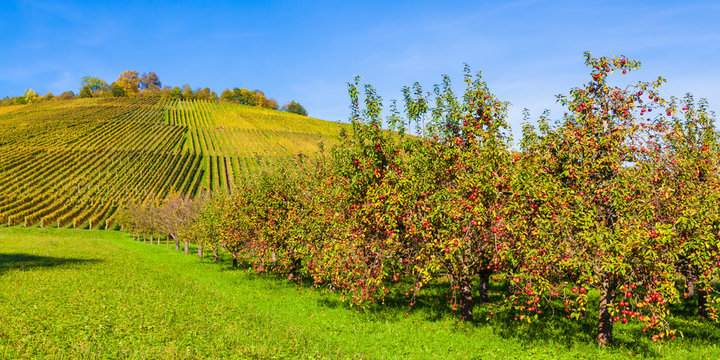 Germany, Baden-Wuerttemberg, Remstal, vineyard and apple trees