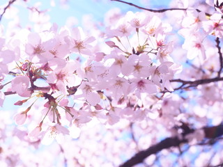 満開の桜　千鳥ヶ淵