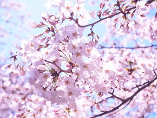 満開の桜