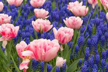Flower bed with muscari and coral tulips. Pink tulips and blue muscari. Macro view
