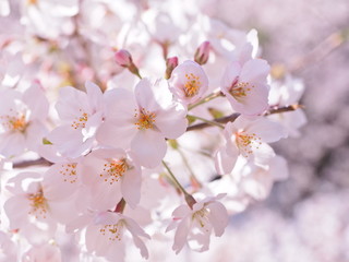 満開の桜　千鳥ヶ淵