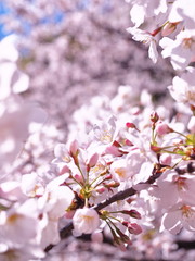 満開の桜　千鳥ヶ淵