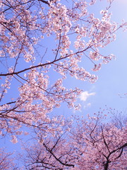 満開の桜　千鳥ヶ淵