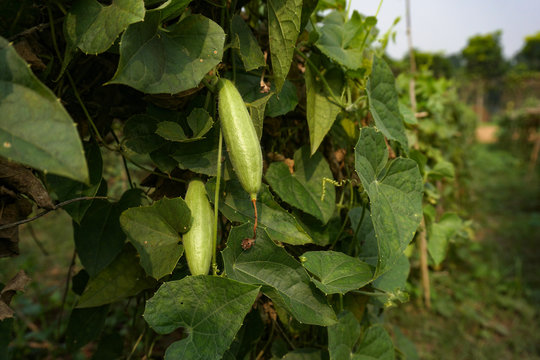 Trichosanthes dioica, also known as pointed gourd. It is a vegetable and plant with leaves in the field. It is a dioecious vine plant with heart-shaped leaves and is grown on a trellis. 
