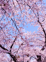 満開の桜　千鳥ヶ淵