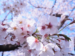 Obraz premium 満開の桜 千鳥ヶ淵