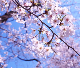 Obraz premium 満開の桜 千鳥ヶ淵