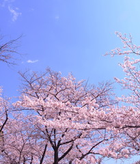 満開の桜　千鳥ヶ淵