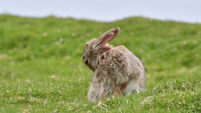 European rabbit (Oryctolagus cuniculus) grooming fur and lying down in meadow