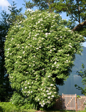 Austria, Salzkammergut, Mondsee, blooming elder bush