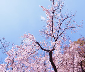 満開の桜　千鳥ヶ淵