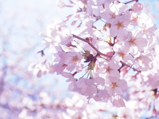 Obraz premium 満開の桜 千鳥ヶ淵