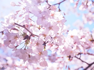 満開の桜　千鳥ヶ淵