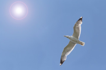 herring gull flying to sunshine in blue sky