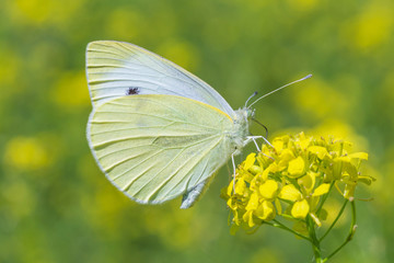 close up of white cabbage butterfly sitting on yellow flower