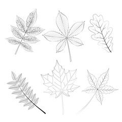 Fototapeta na wymiar Vector set leaves, outline sketch, oak leaf, leaf of wild grapes and maple, chestnut and ash, rowan.