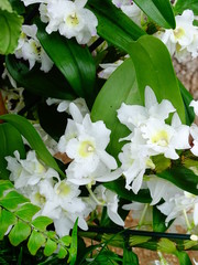 orchids 