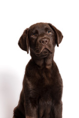 Beautiful chocolate colored Labrador puppy sitting looking towards camera on white background.