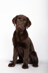 Puppy of 3 months of breed chocolate colored labrador sitting looking towards camera on white background.