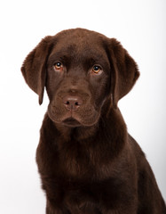 Three-month-old chocolate-colored labrador puppy with sequin bow tie on white background. Vertical image.