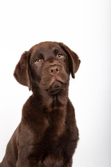 Three-month-old chocolate-colored labrador puppy with sequin bow tie on white background. Vertical image.