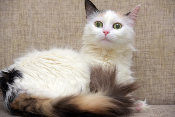 fluffy three-colored cat with a fluffy tail