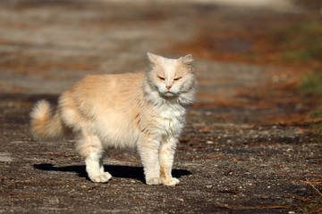 Fototapeta premium Ginger cat walking on a street in sunlight and squinting in the sun. Furry pet looking at camera, spring season