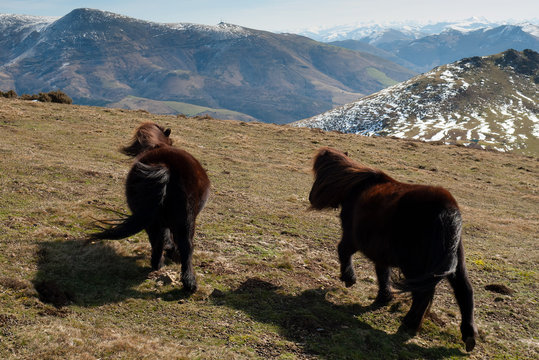 Ponis trotando en las laderas del monte Alkurruntz, en el valle navarro de Bazt&aacute;n