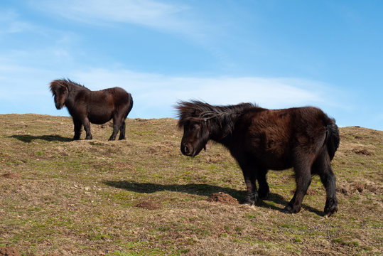 Ponis en el valle navarro de Bazt&aacute;n, en las laderas del monte Alkurruntz (934 m)