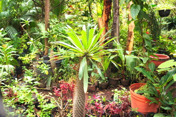 cactus en vivero